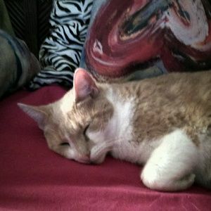 Meet your Posher, Connie